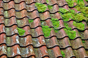 Roof Moss Removal Yaxley