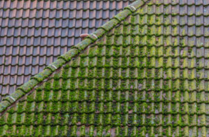 Baildon Roof Moss Removal