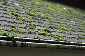 Roof Moss Removal Near Me Brewood