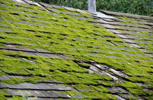 Whitehill Roof Moss Removal