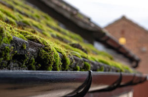 Roof Moss Removal Penarth UK (029)