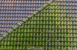 Roof Moss Removal Corsham UK (01249)